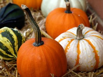 Close-up of pumpkins