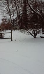 Bare trees on snow covered landscape