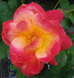 Close-up of pink flower