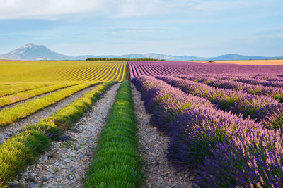 Scenic view of lavender field against sky