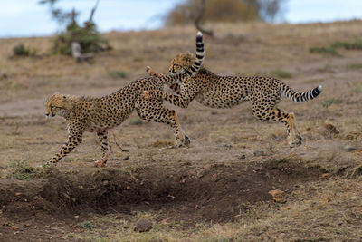 Cheetah walking on field