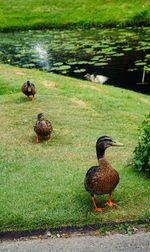 Mallard ducks on lake