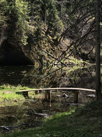 Trees by lake in forest