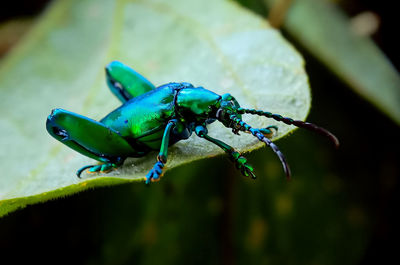 Close-up of insect on leaf