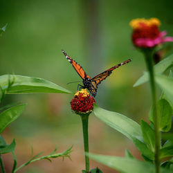 Close-up of butterfly on flower