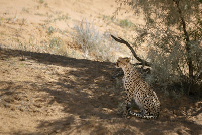 Side view of a cat on land