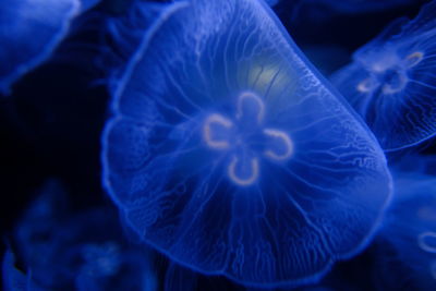 Close-up of jellyfish swimming in sea