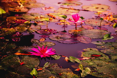 Close-up of pink lotus water lily in lake