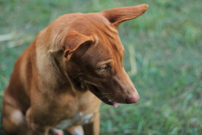 Close-up of a dog looking away