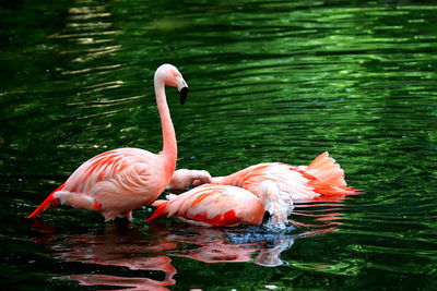 Swans swimming in lake