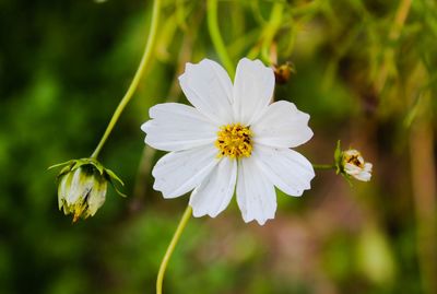 Close-up of white flowering plant