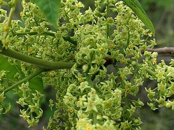 Close-up of fresh green plants