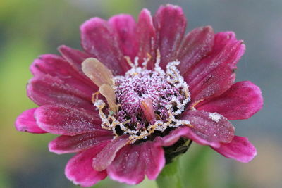 Close-up of pink rose flower