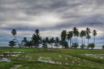 Scenic view of palm trees against sky