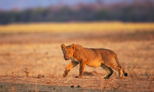 Side view of a wild animal  on landscape