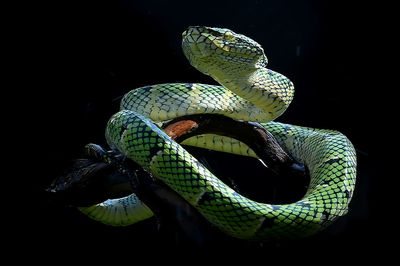 Close-up of snake against black background
