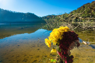 Close-up of yellow flowering plants by water against sky