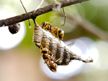 Close-up of insect on branch