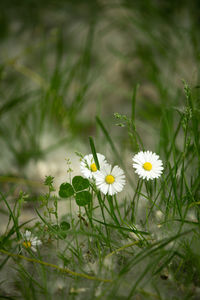 Close-up of daisy flowers on field
