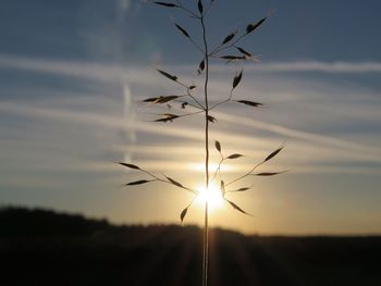 Close-up of silhouette plant against sky during sunset