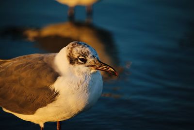 Close-up of bird