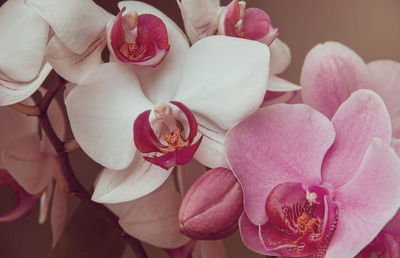 Close-up of pink roses