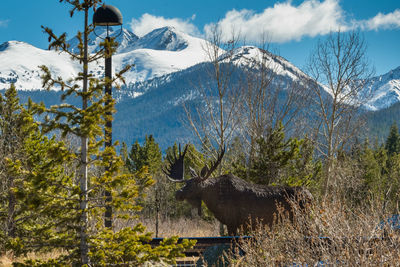 View of an animal on snow covered land