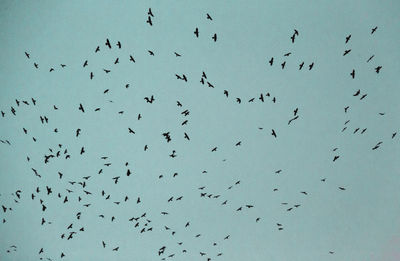 Low angle view of silhouette birds flying in clear blue sky