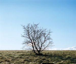 Bare tree on field against clear sky