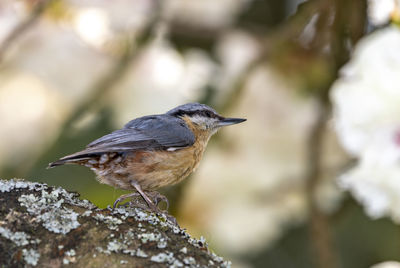 Close-up of bird perching on branch