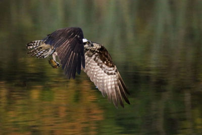 Bird flying over the water