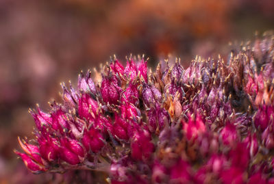 Close-up of pink flowering plant