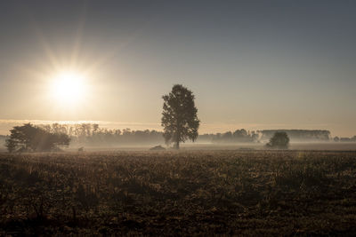 Scenic view of field against sky during sunset