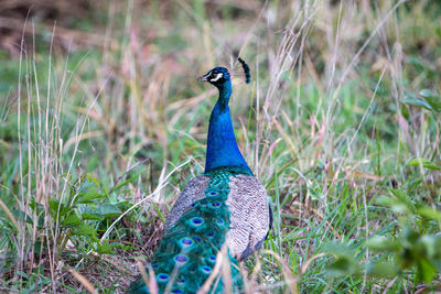 Close-up of a peacock