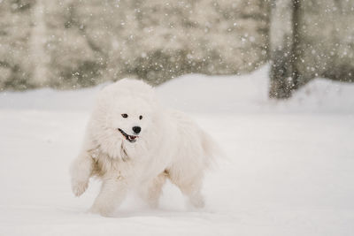 Dog in snow