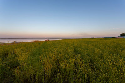 Scenic view of field against clear sky