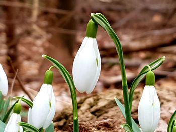 Close-up of white flowering plant