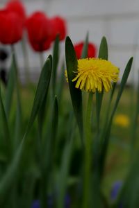 Close-up of pink flowers