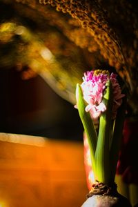 Close-up of flowers