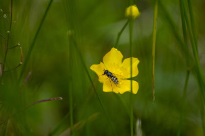 Close-up of insect pollinating on yellow flower