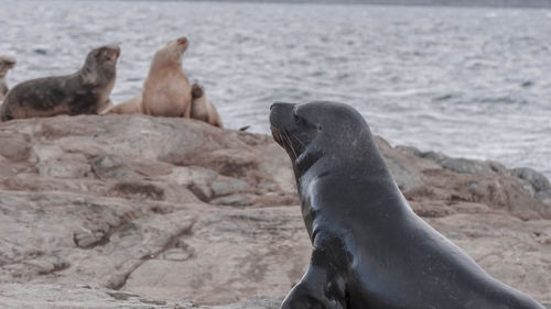 View of animals on beach