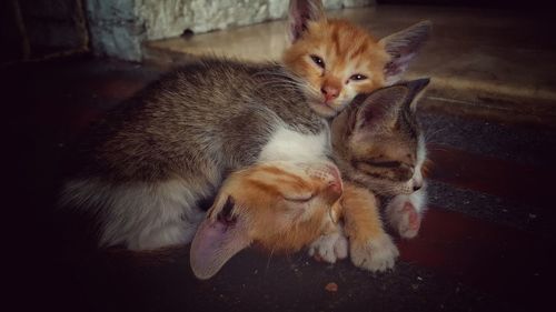 High angle view of cats