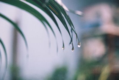 Close-up of water drops on plant
