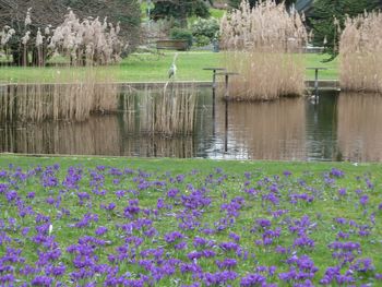 Close-up of crocus flowers in lake