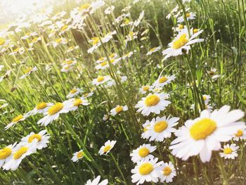 Close-up of white daisy flowers blooming in field