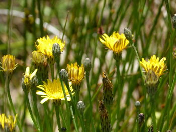 Close-up of yellow flowering plant on field