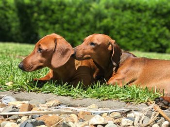 Dachshunds sitting on grass