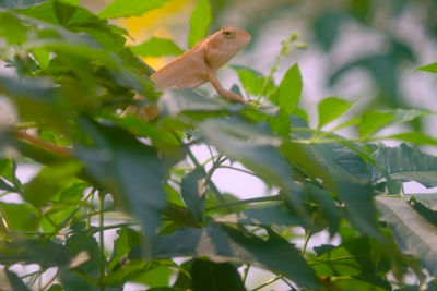 Close-up of lizard on leaf