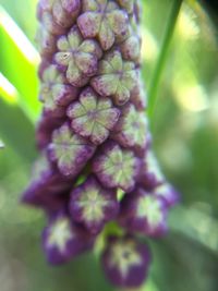 Close-up of purple flowers