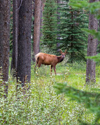 Side view of deer in forest